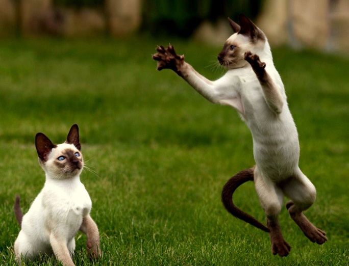 חתולים סיאמיים משחקים