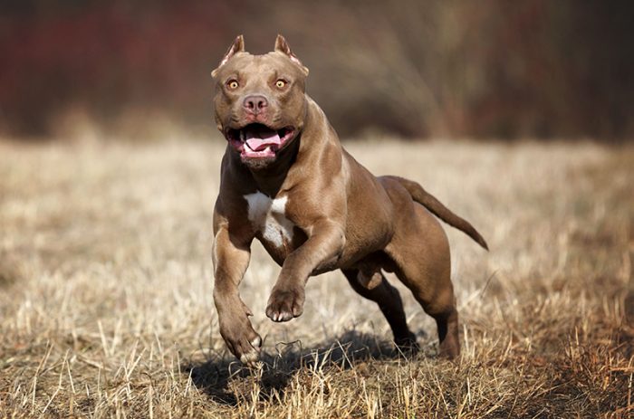 פיטבול טרייר