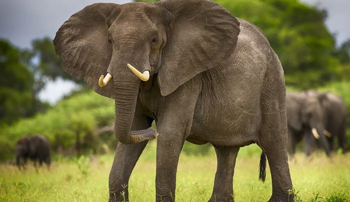 פיל אפריקאי