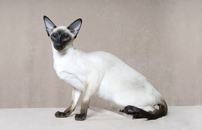 חתול סיאמי גזעי