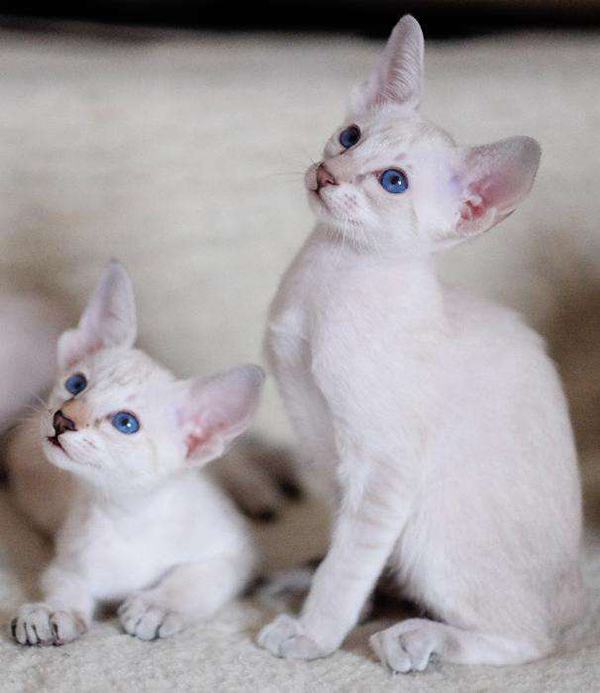 גורי חתולים סיאמיים גזעיים