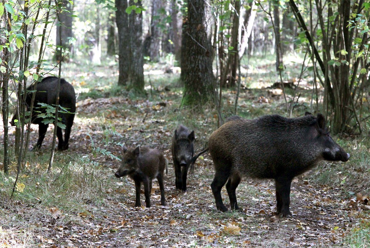 משפחת חזירי בר לוקחים אמבט בוץ