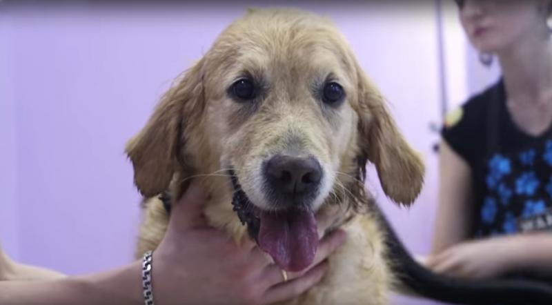 איך לרחוץ כלב: סרטון מפורט