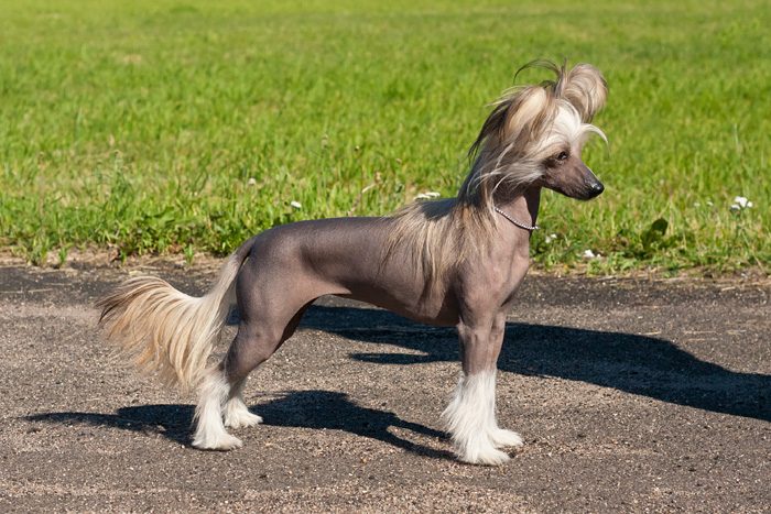 חום סיני מצויץ