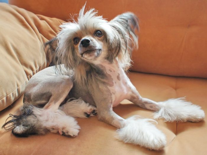 סיני מצויץ שוכב