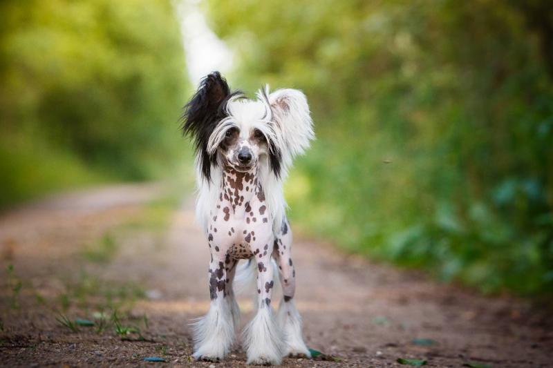 Chinese Crested