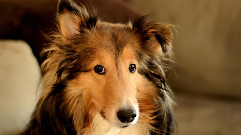 Collie - photo and description of the dog