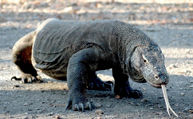 דרקון קומודו הוא בעל החיים המפחיד ביותר בעולם.