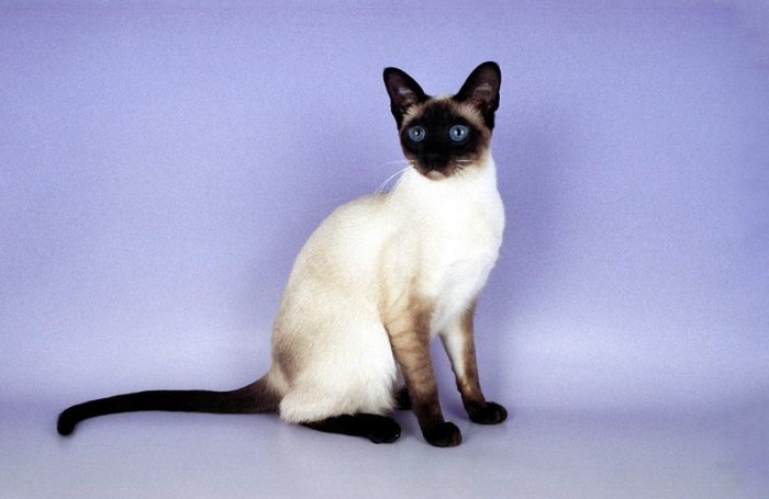 חתול סיאמי