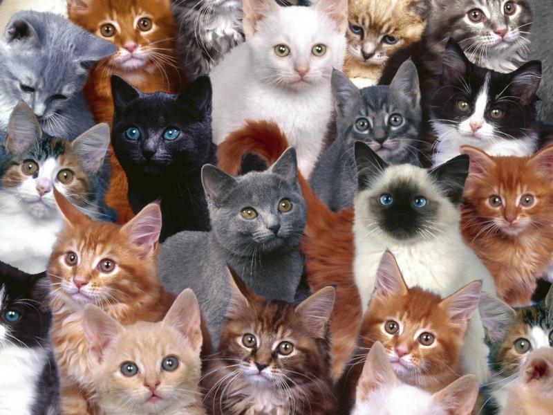 10 גזעי החתולים הטובים ביותר למגורים בדירה