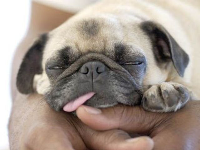 פאג בזרועות