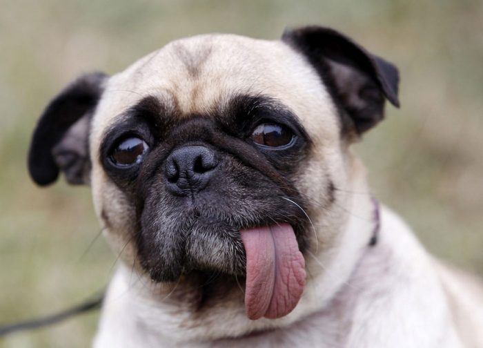 פאג עם לשון