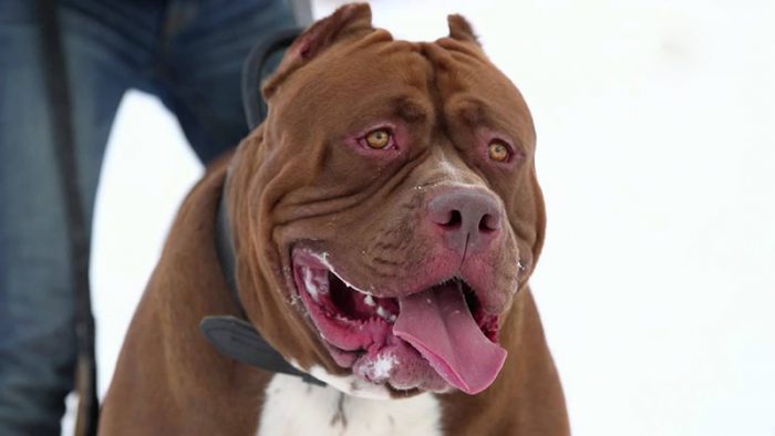הכלב הכי אכזרי בעולם הוא פיטבול טרייר.