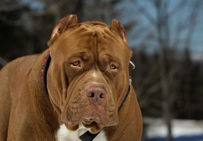 פיטבול טרייר עם קולר