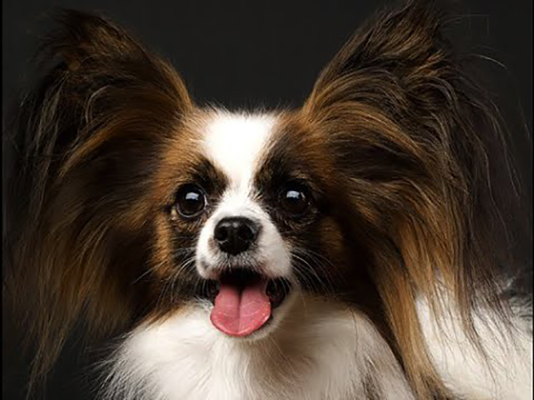 פפיון עם לשון