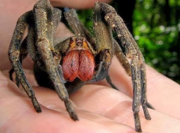 עכביש נודד ברזילאי