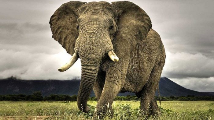 החיה החזקה ביותר בעולם