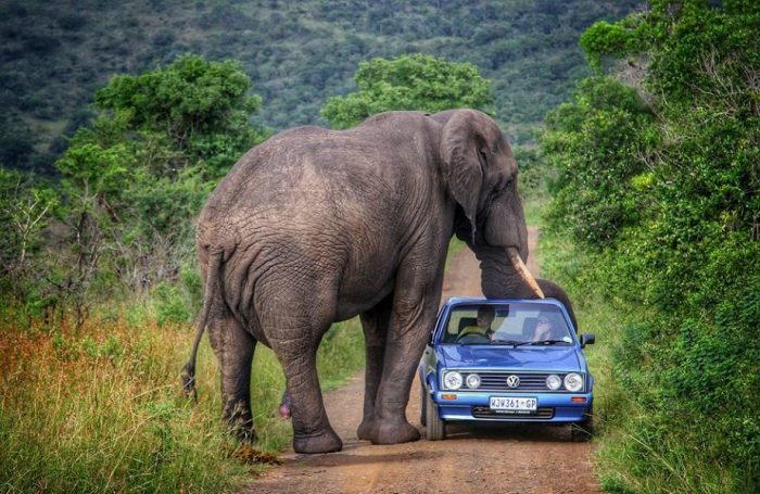 פיל ליד מכונית