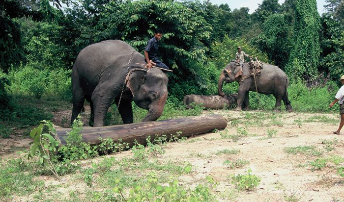 פילים עוזרים לאנשים