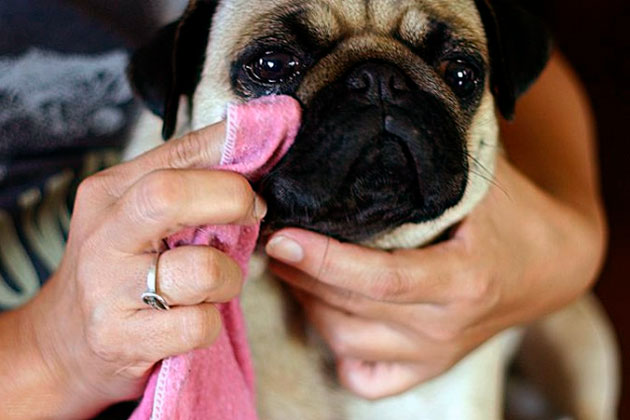 עזרה ראשונה לכלב