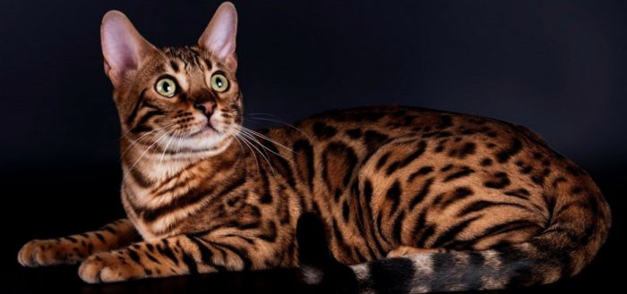 חתול בנגלי שוכב