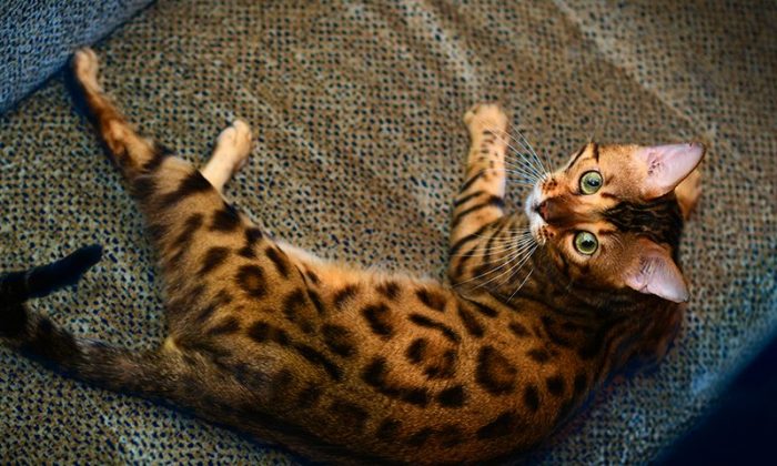 חתול בנגלי שוכב על הרצפה