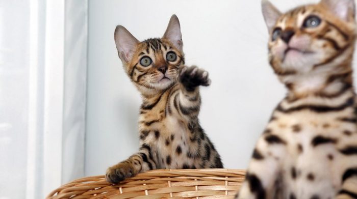 גורי בנגלים