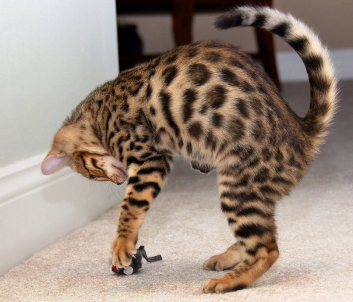 חתלתול בנגלי משחק עם עכבר.