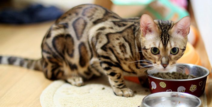 חתול בנגלי אוכל