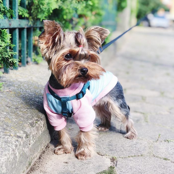 יורקשייר הכי חמוד