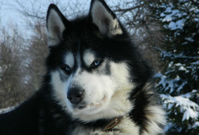 אלסקן מלמוט