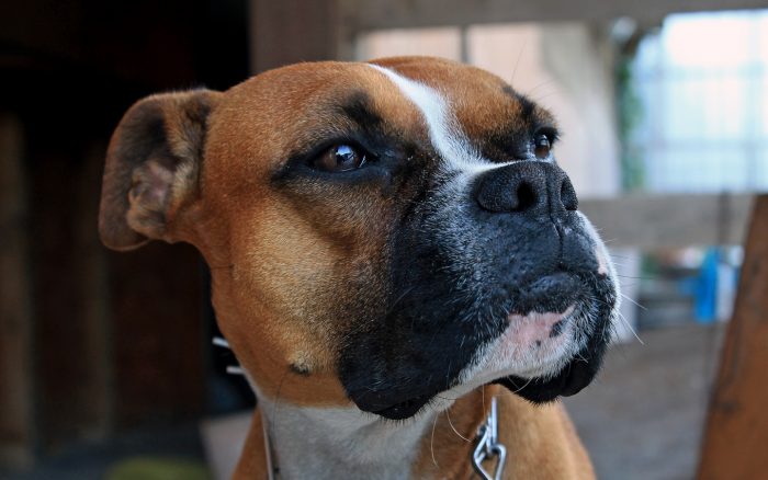 תיאור של המתאגרף