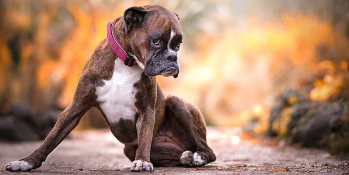 תמונה של מתאגרף