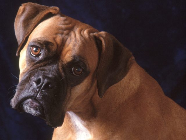 משחקים עם מתאגרף