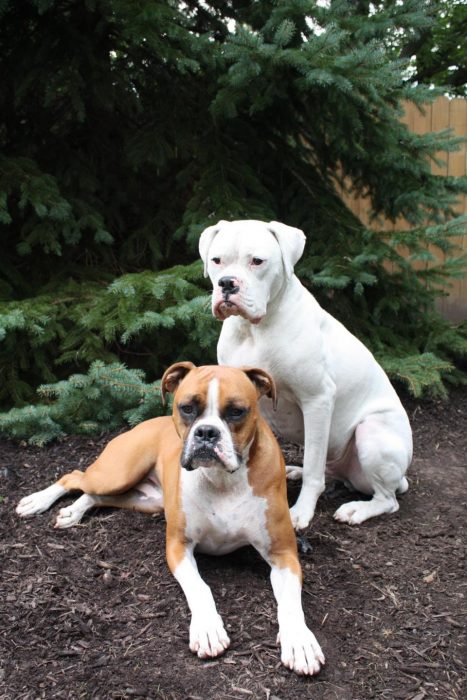 תחתוני בוקסר לבנים