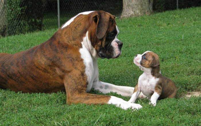 תמונות של גורי בוקסר