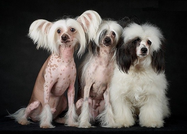 כלבי מצויץ סיניים