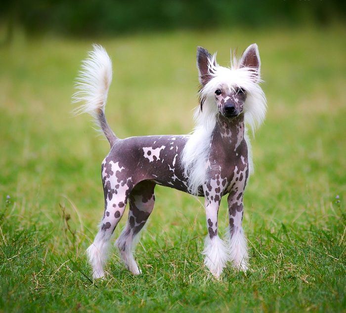 סיני מצויץ עם פרווה מנוקדת