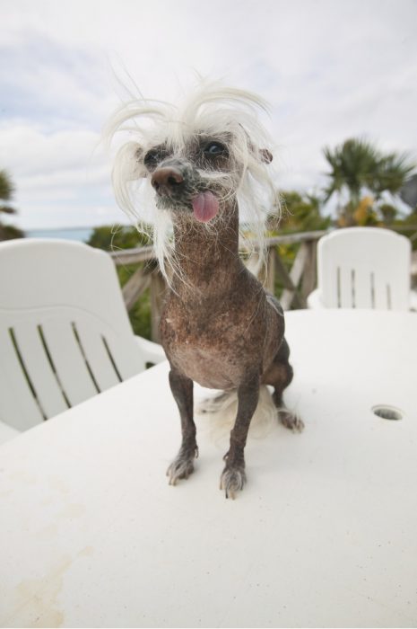 סיני עתיק מצויץ