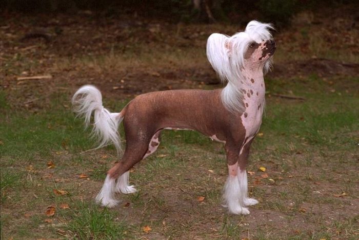 כלב מצויץ סיני