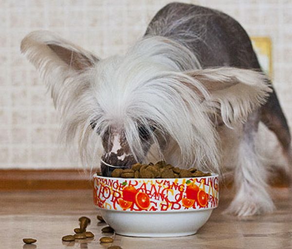 סיני מצויץ אוכל אוכל