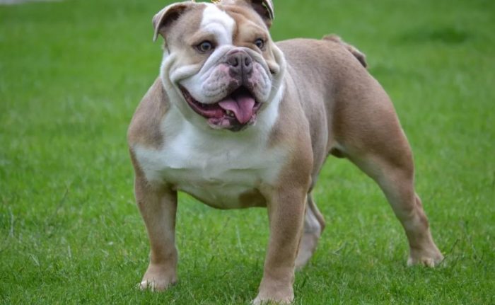לבולדוגים יש רוח לחימה