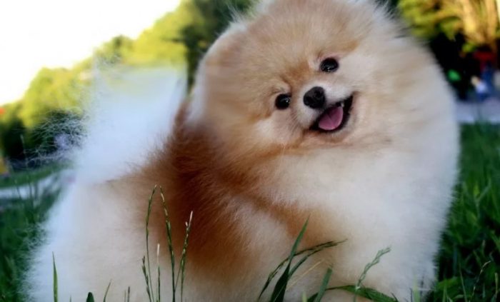 ידידותי לבעלים