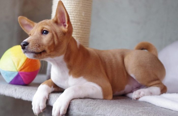 אני אף פעם לא נובח. אני רק מיילל, נוחר ונוהם.