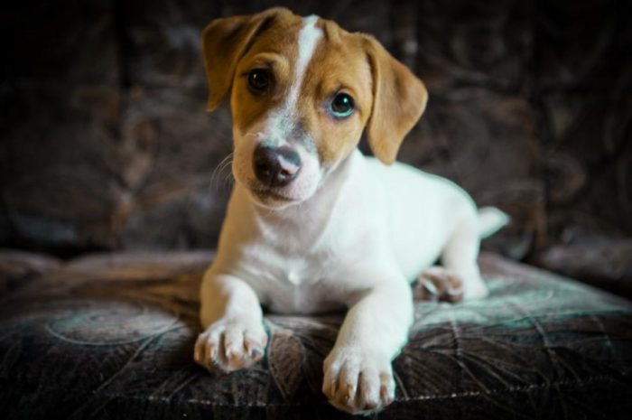 עצמאי ושוב עצמאי