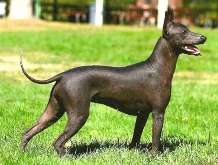 גזע הכלבים העתיק ביותר