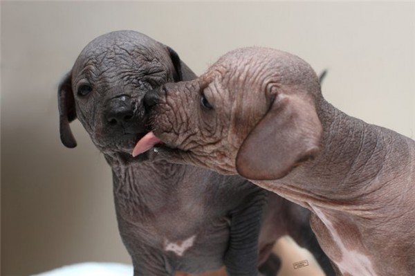 גורי קסולייצקוינטלה