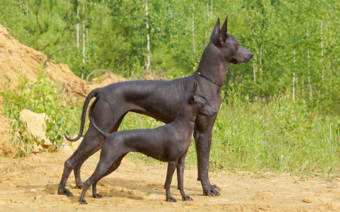 קסולייצקוינטלה וגור