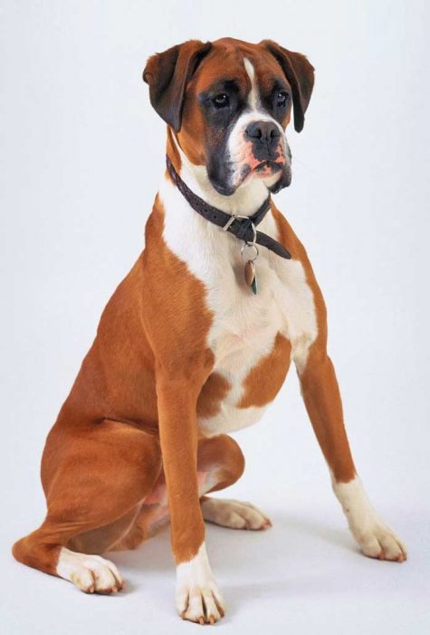 סטנדרטים של גזע