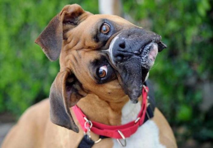 דמותו של מתאגרף